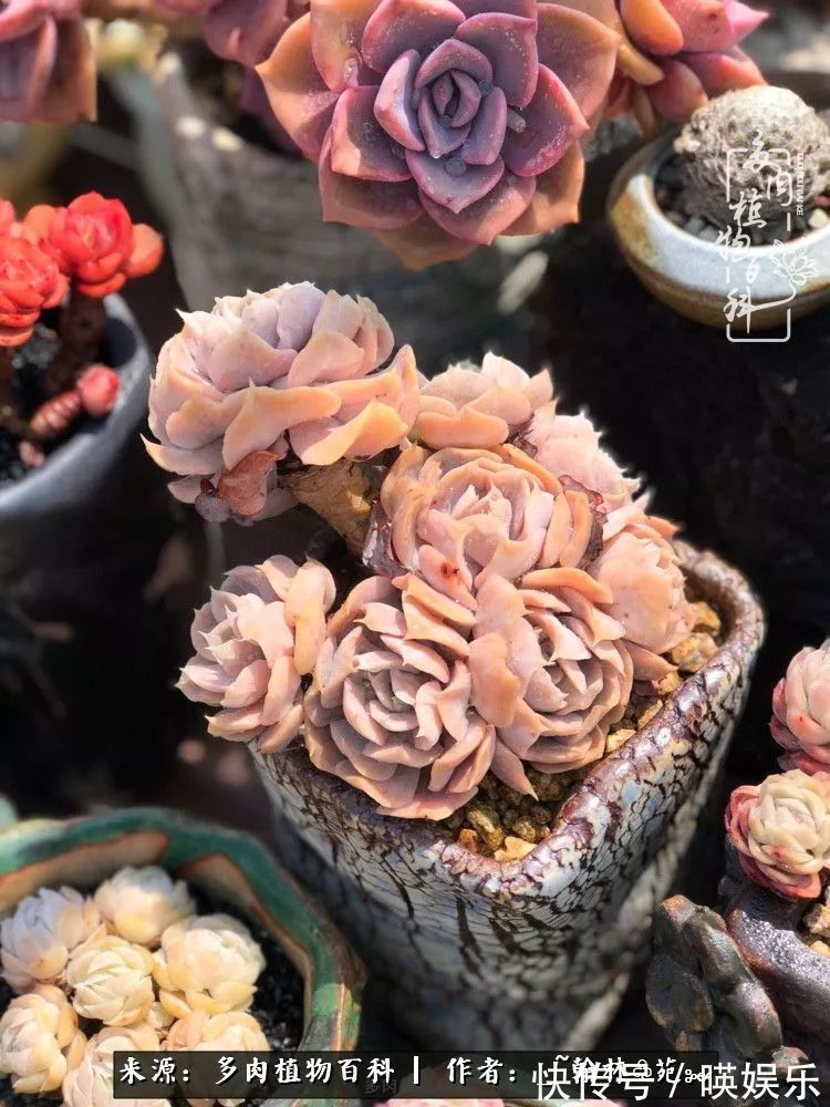 多肉花园梦青春正好,梦想趁早,别坐等自己变老!