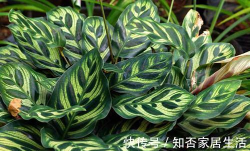 竹芋叶子干尖是什么问题，该怎么养护，注意什么