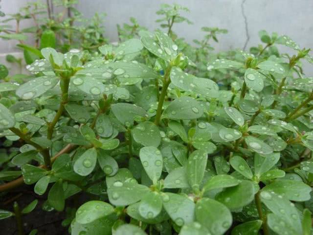 膳食纤维|家中有血糖高的人,6种“天然胰岛素”换着吃,血糖慢慢降下来