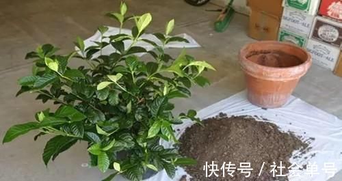 黄叶|养“栀子花”,注意1个小细节,不黄叶、不掉苞,油绿茂盛开花多