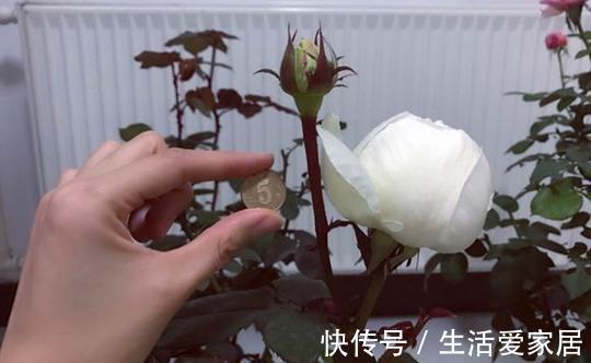 花型|10款切花月季品种推荐,送给爱你的人和你爱的人,快收藏