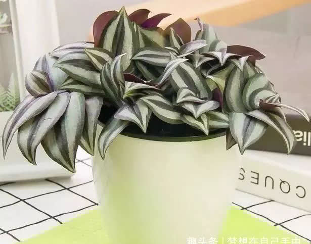 这6种花,越阴凉长得越旺,叶子绿得能冒油!