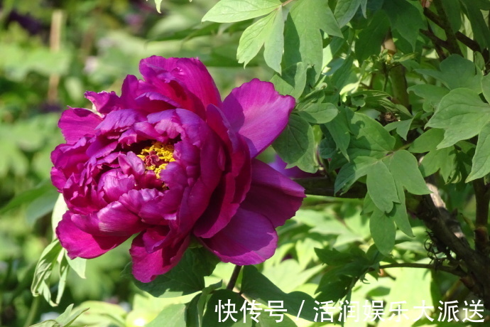 岛大臣|喜欢菊花，不如养盆“牡丹名品”岛大臣，花团锦簇，娇艳多姿！