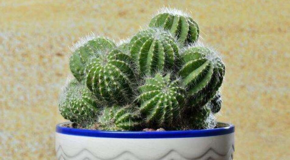 卧室摆上5种漂亮花,改善空气有助睡眠,一养就上瘾