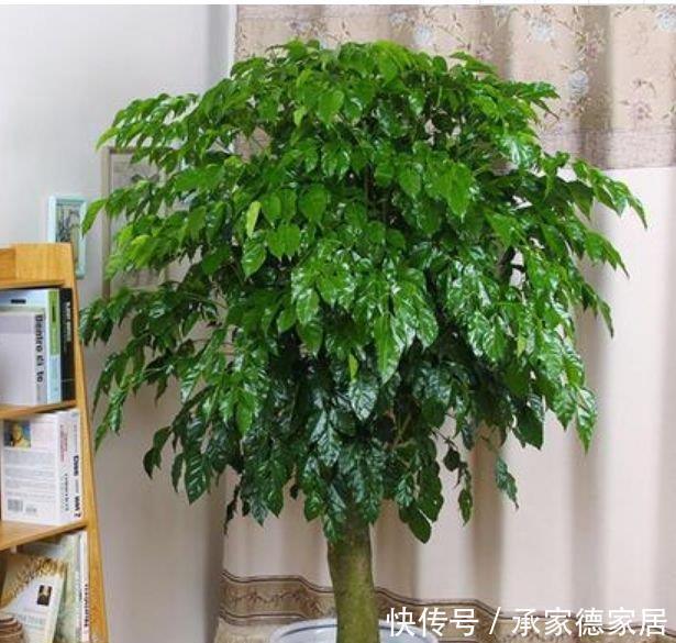 阳台养花就选4种，沾点水就疯长，开花勤还爱爆盆，美
