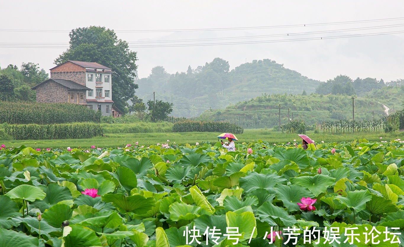 摄影|重庆忠县：羞答答的荷花静悄悄地开