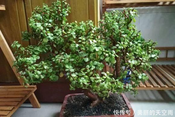 光照|想要把金枝玉叶养成漂亮的盆景,这么做就对了