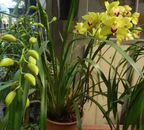 品种|花色优美的蕙兰盆栽,兰花里极其耐寒的品种