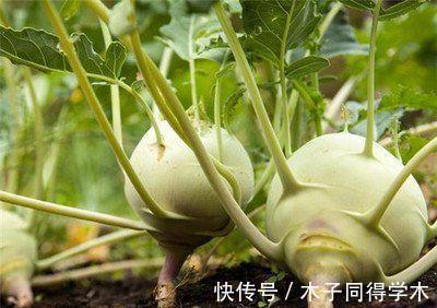 维生素k|市场常见的3种食物，经常吃一些，调理肠胃，美容抗衰，好处多多