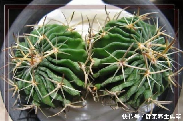 养花不生根赶紧塞团卫生纸,大白根蹭蹭冒!养花不生根赶紧塞团卫生纸,大白根蹭蹭冒!