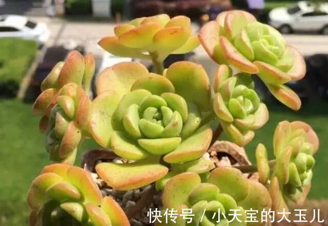 植株|喜欢养多肉就养这种带香气的百合莉莉