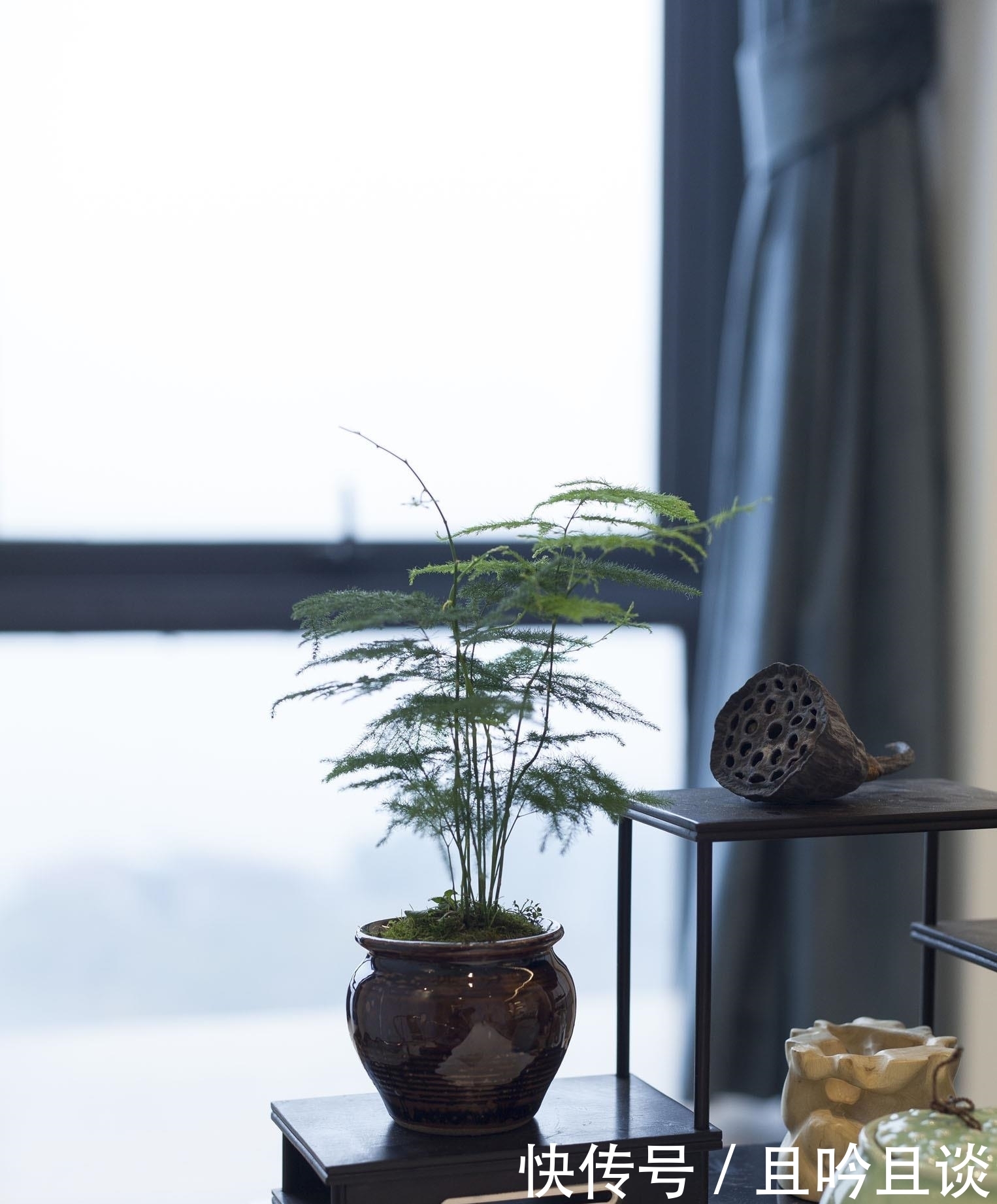 抓紧|5种“喜阴花”,不要长时间晒太阳,屋外若有,抓紧搬进屋!