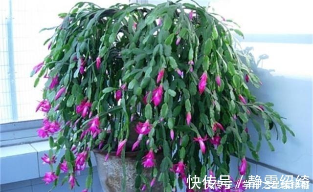 溶液|养蟹爪兰，别只浇水，用点这种“溶液”，茎节横生开花红红火火！