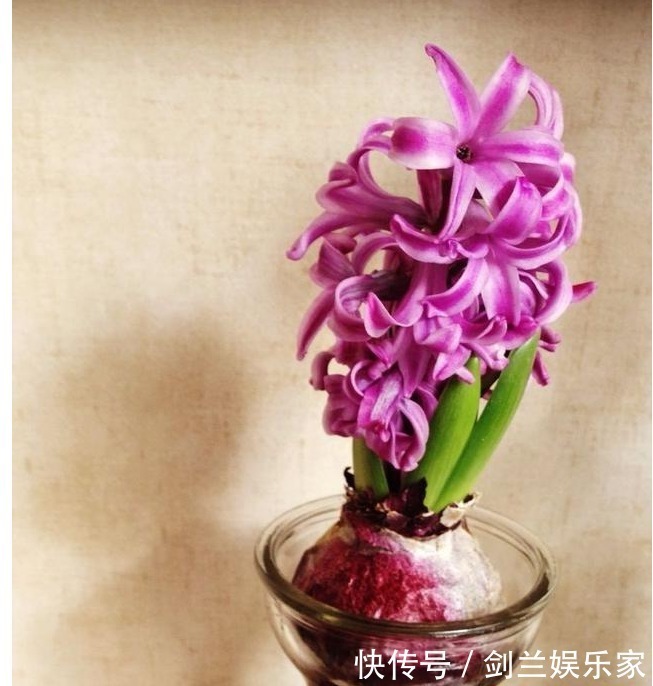 以下5种花最适合扔水里养,丢水里不用管,叶子油亮还照样开花!