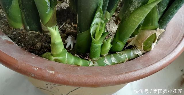 家家都有的“营养肥”,养虎尾兰管用,盆里浇一点新芽猛蹿