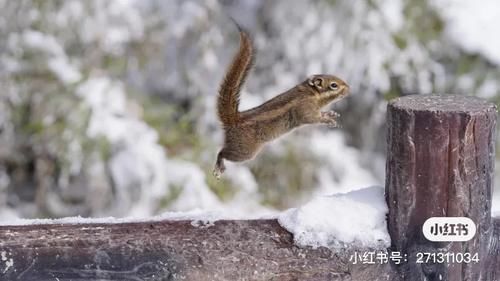 20元钱买桶雪？不如去成都周边的“冰雪世界”疯耍！