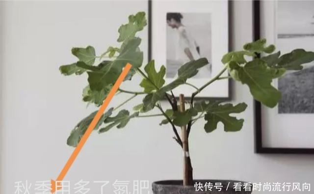 冬养无花果，不修剪、温度高来年没果子，做好这2点，果子压弯枝