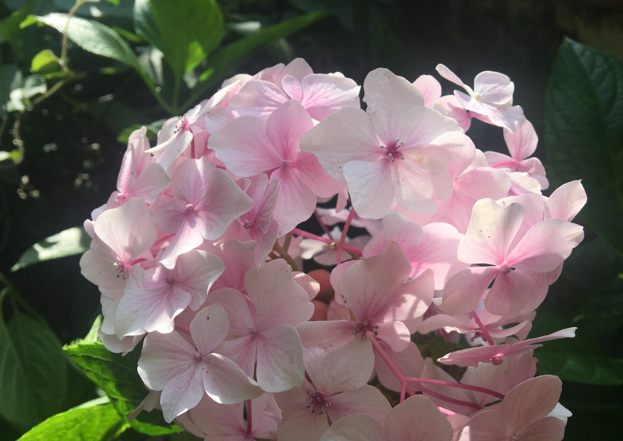 夏季|绣球花凋谢了之后，做好“3步”，来年花球更大，花开爆