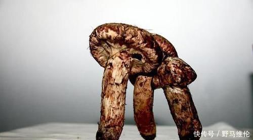 排毒|想长寿得会吃,常吃以下3种食物,排毒消脂,预防便秘,好吃不贵