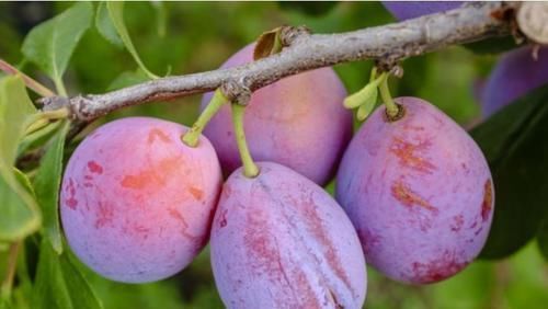 立春后,多吃以下食物,刮油消脂,清热排毒,早吃早好