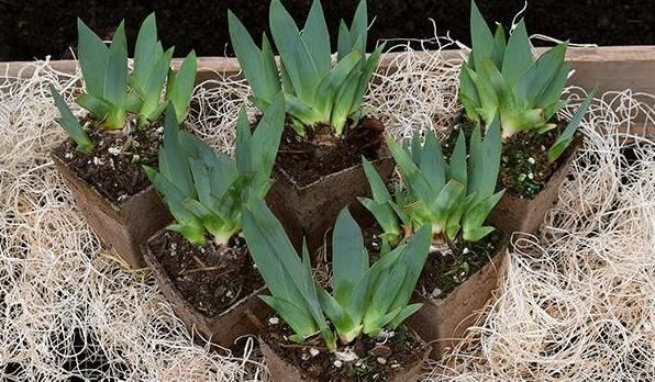 养殖巴西鸢尾，不局限搁室内、室外，却需注意这些小细节