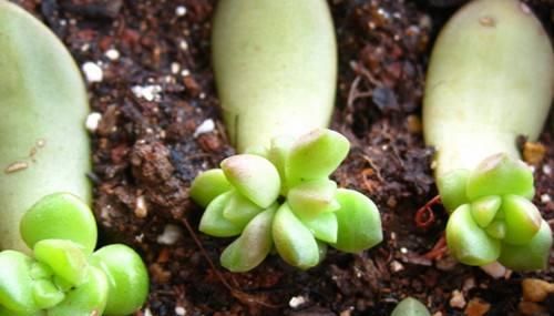  带回家|多肉大棚外转一转，捡一点叶片，回家养，1年时间养出几十盆