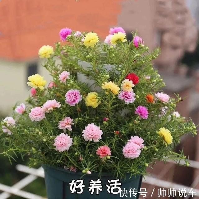 飘香藤|最爱晒太阳的8种花,越晒开花越多,阳台养几盆,开花成海