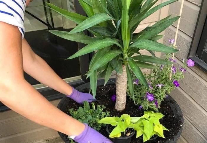  情况下|养花的时候不要乱换盆，不然植物很快挂掉，更别想让它们开花了