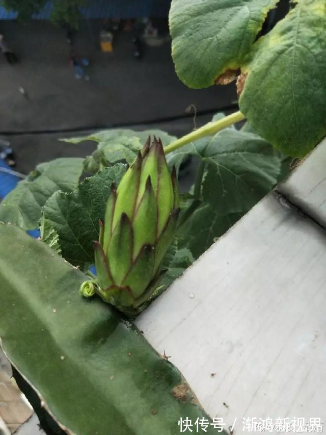 多汁|育火龙果热潮又来了,盆越浅,水越少,长越快,开花结果越多!