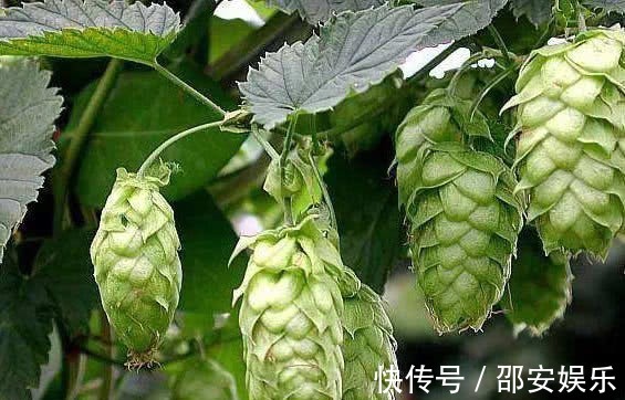 盆栽|最“好吃”的开花盆栽,花可赏叶可吃,扔阳台就爆盆,想吃就摘