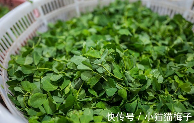 益母草|66种野菜大图片，带你见识不同的野菜和吃法，你想要的野菜这里有