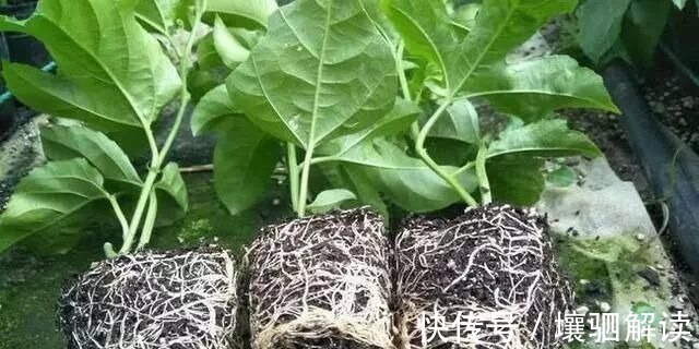 百香果|有1种“水果”,剪根枝条插土里,15天生根,结出果子“吃不完”