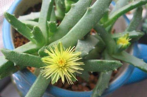 不如养盆多肉“芳香波”，记住3个小技巧，养出花开清香的芳香波