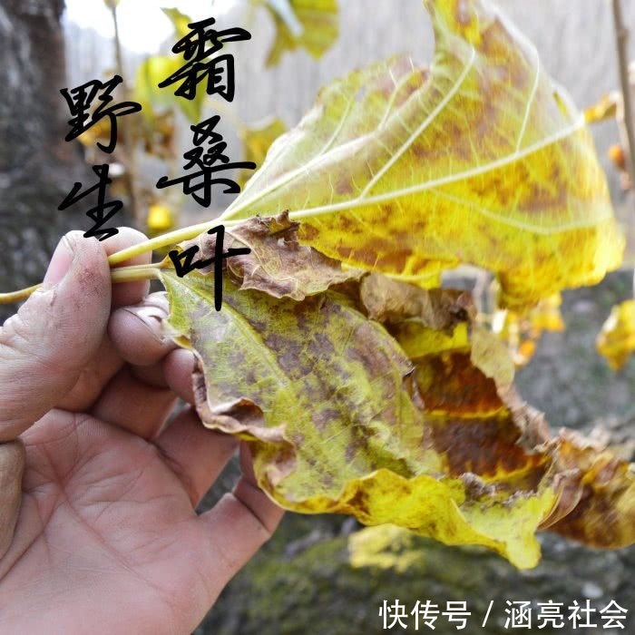 桑叶茶桑叶茶|别嫌它们不起眼,却是糖尿病的克星,白开水里撒一把,轻松降血糖