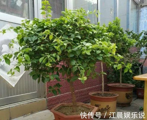 植株|养盆三角梅,简单一打理,花朵比叶子还密,一学就会!