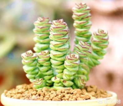 怎样才能把多肉钱串养“胖”？