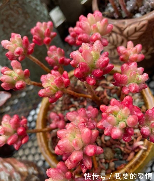 多肉中的“爆崽小能手”,无需砍头易群生,普货养成高级小老桩!