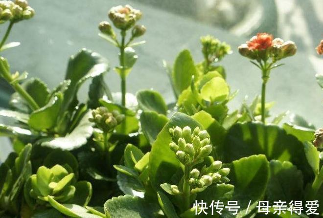 11月养长寿花，教你这2招，30天长满花苞，开成大花球