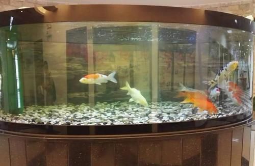 5种常见“养花水”，好使、不花钱，浇什么花都能用