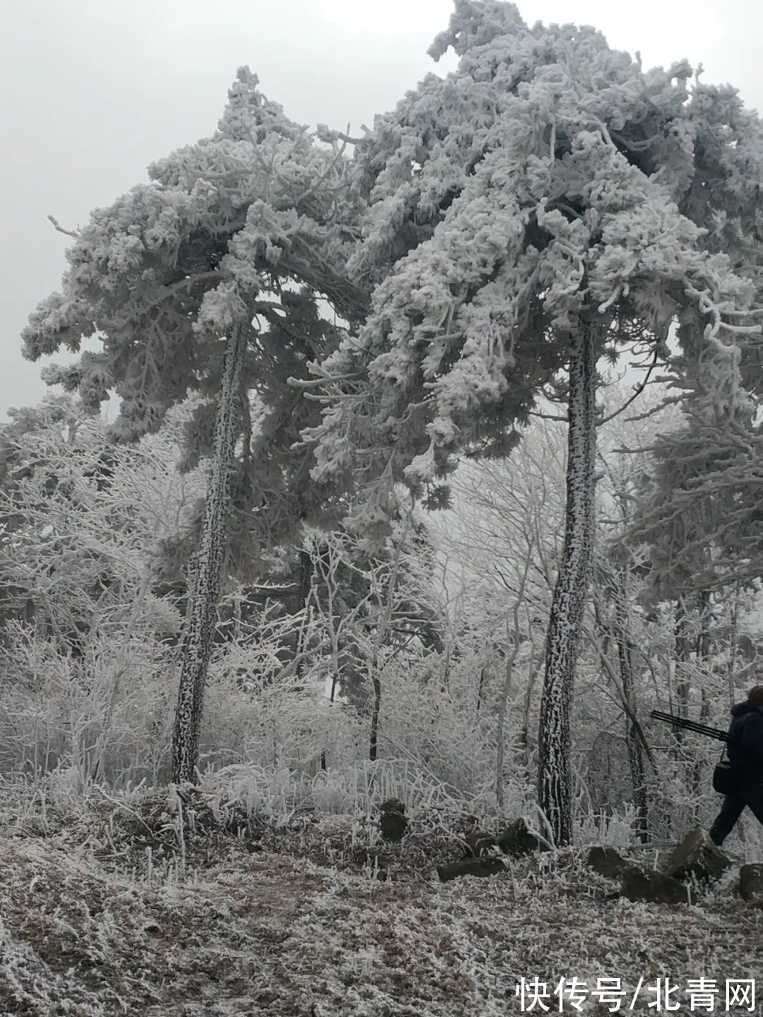 云海|太美了！台州最新雪景！括苍山跌至-10℃，再现云海奇观