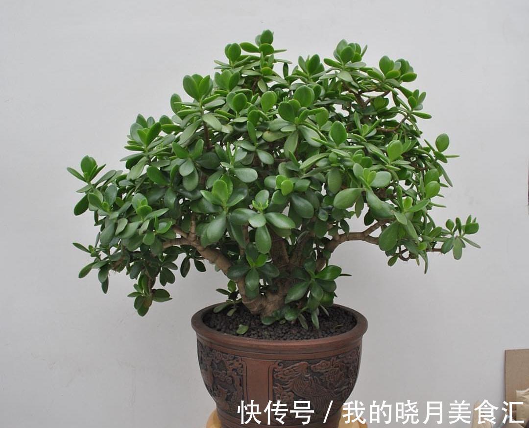 养玉树3个“控养法”，学会克制，才能长成“玉树临风”的大盆景