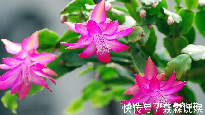 养蟹爪兰,花盆里撒点‘小豆豆’,叶子坚挺开花旺
