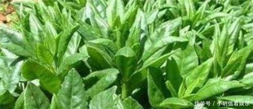 清肠|想要身体好,推荐4种食物,润肤养颜、排毒清肠,爱吃就赚到