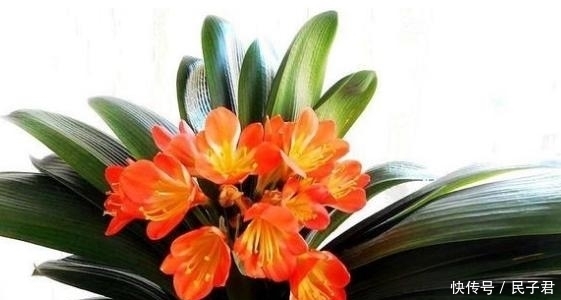 夏天|夏天养花注意了,这4种花千万别乱浇水,越浇越死的快