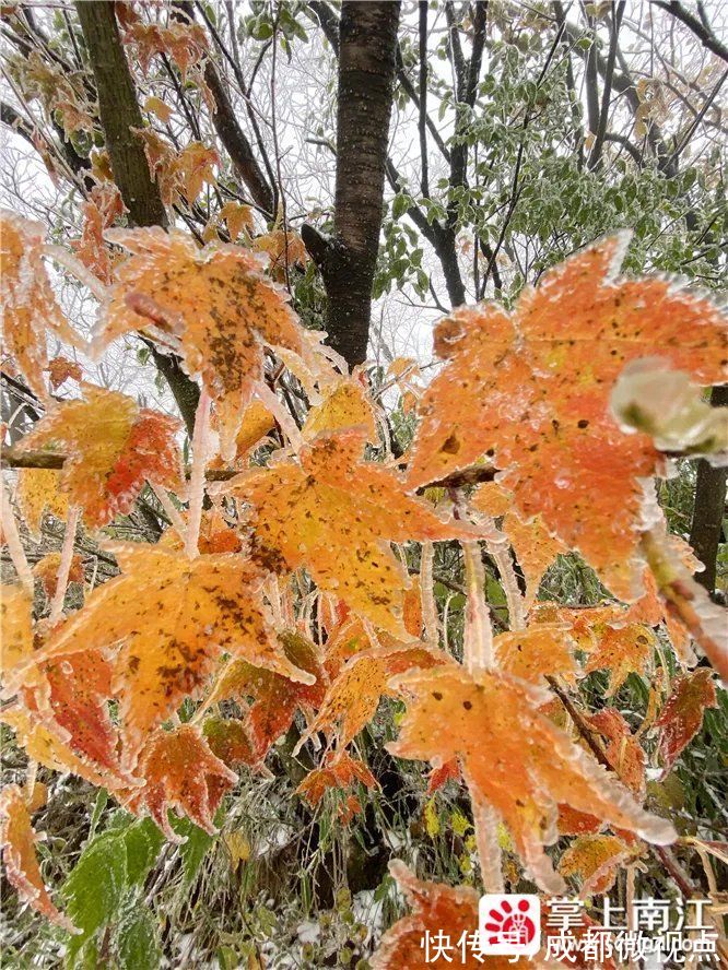 红叶|10月18日，一起去光雾山看红叶遇上白雪