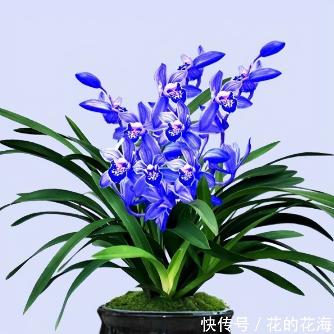 这款兰花的名字“土掉渣”,开花后却惊艳了众人,新手也能养好