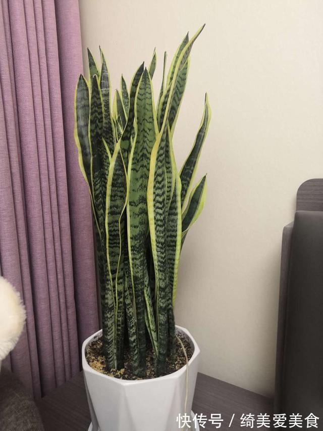 这5种花叶子落地便生根，趁现在抓紧繁殖，一个月长成小盆栽