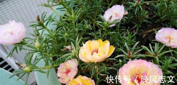 它叫“半枝莲”,开花似“牡丹”,撒一把种,开一片“五彩花”!