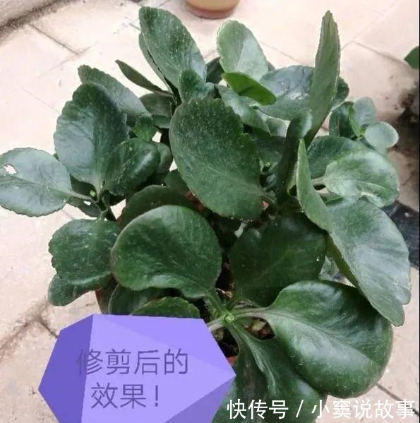 金枝玉叶不能长太高,越矮越值钱,一长高就砍!