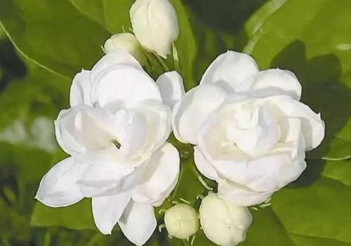 四种“开花多”的植物，几乎不用管，花开真漂亮！